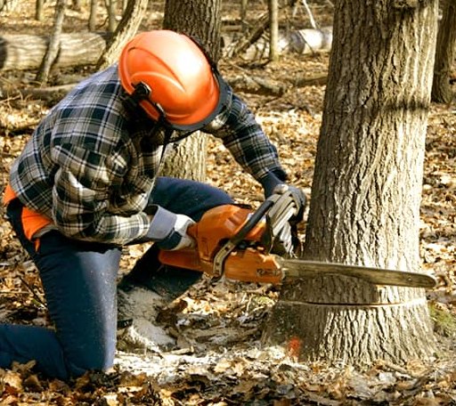 Tree Removal in Mineral, VA